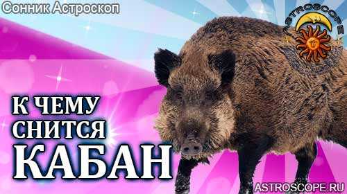 Сонник черный кабан. к чему снится черный кабан видеть во сне - сонник дома солнца
