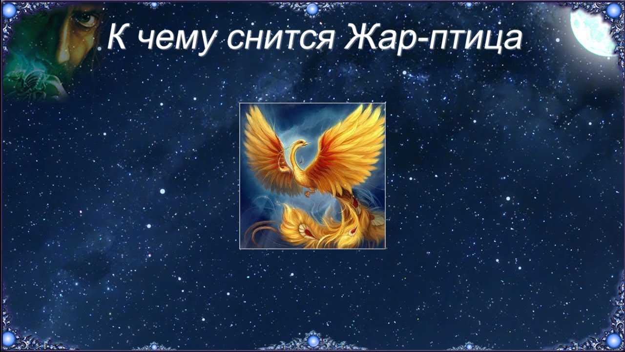 Попугай по соннику