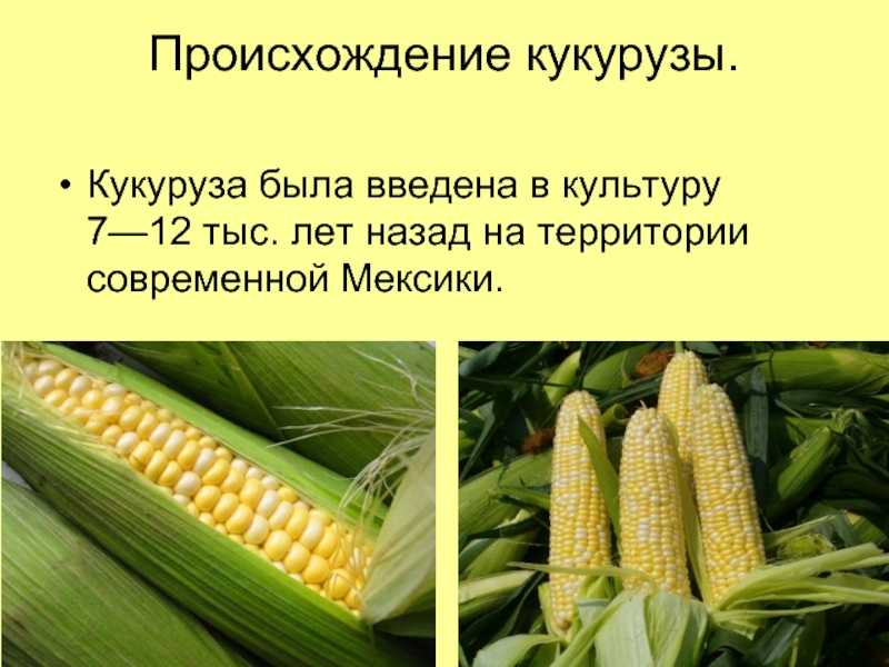 Как толковать сон о кукурузе — 28 значений