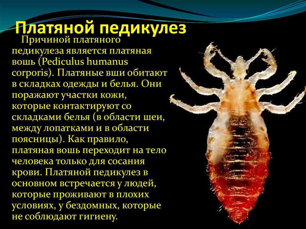 Что значит, когда видишь во сне вши у ребенка — значение сна по 30 сонникам