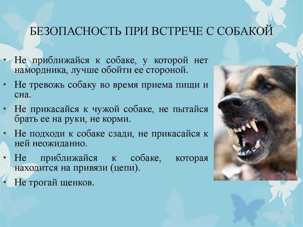 К чему снится собака женщине, мужчине? что значит сон, в котором кусает собака?