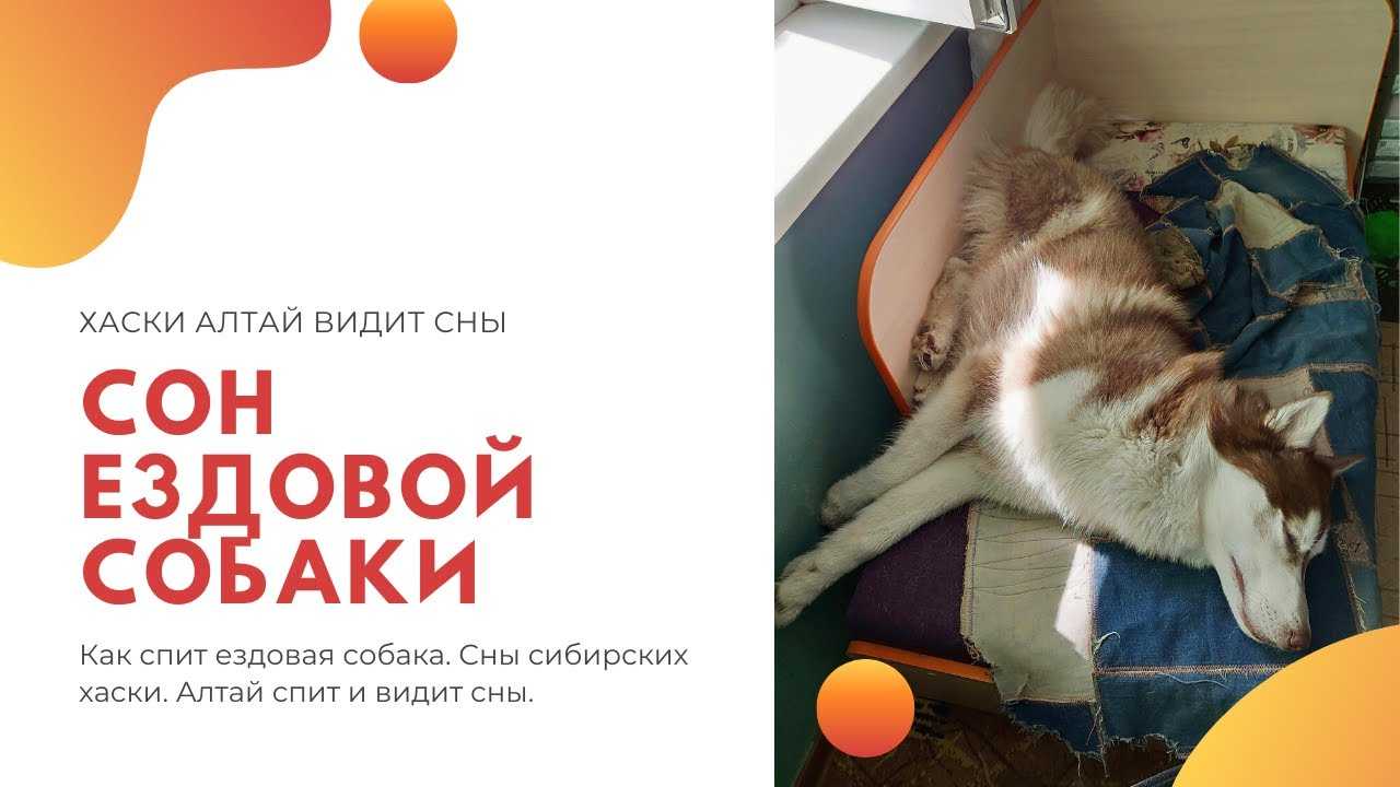 Что может означать собака во сне для незамужней женщины