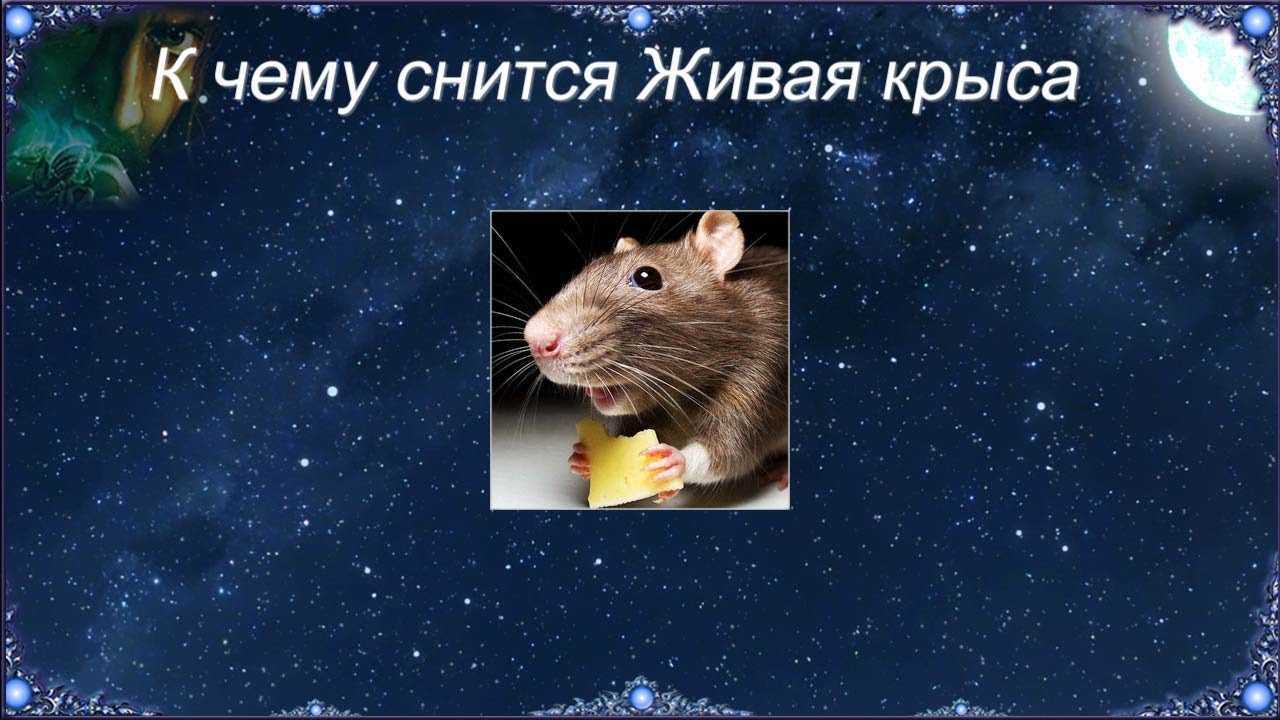 Видели во сне крысу, которая нападала и пыталась укусить? их было много и они были большими? рассмотрим и другие толкование сна по разным сонникам.